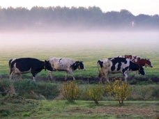 Koeien in de ochtend mist